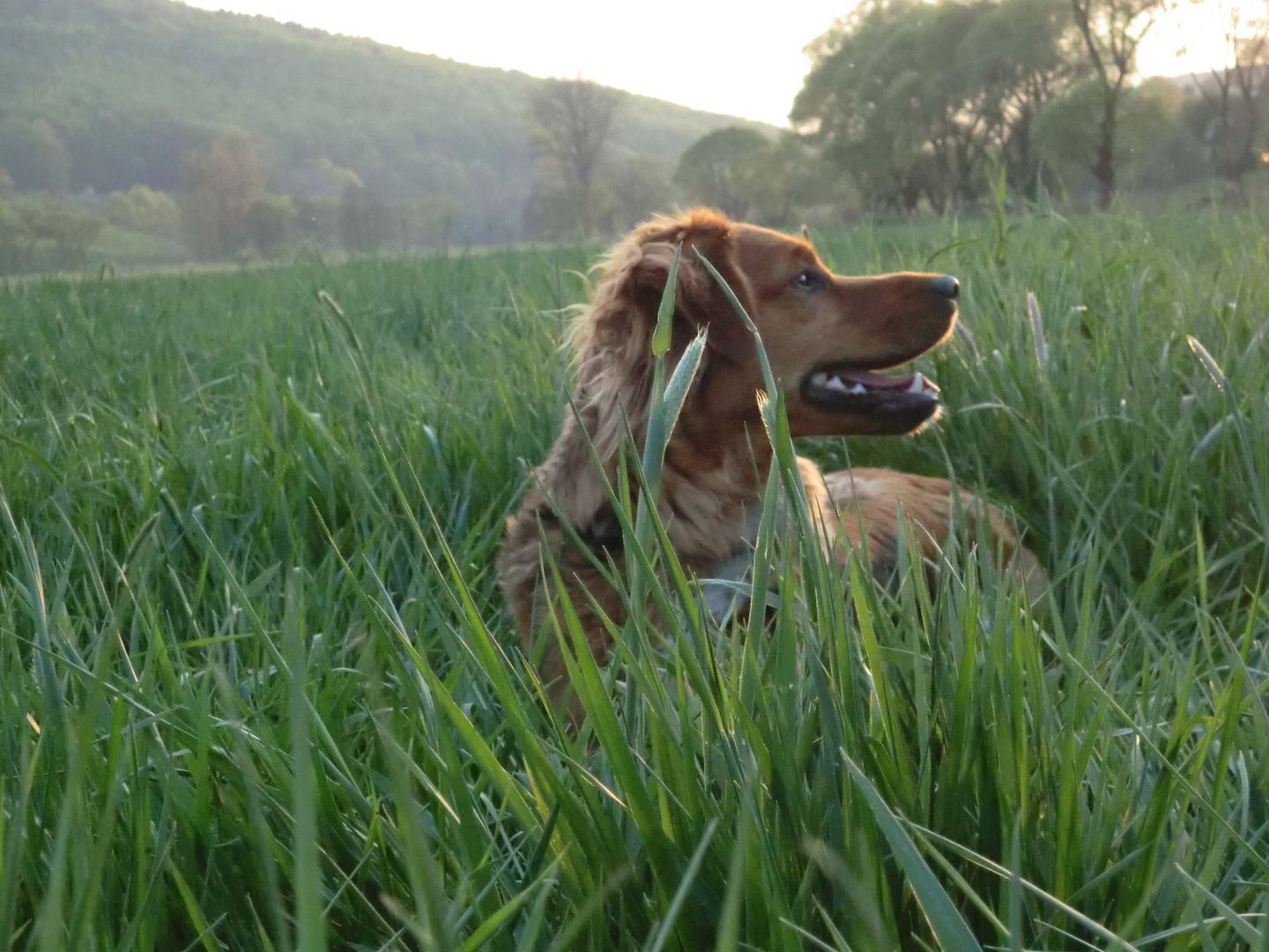 lunas frühling