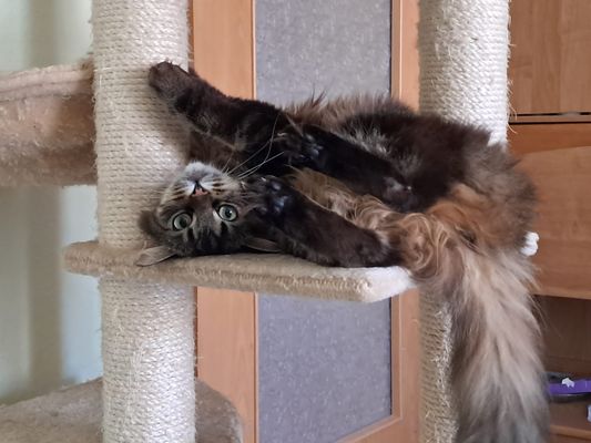 Lunas liebstes Spiel -und Turngerät