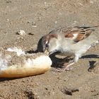 Lunch am Strand.....