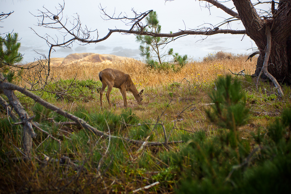 Lunch at Point Lobos