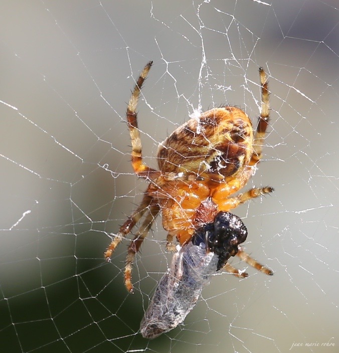 Lunch for a Cross Spider