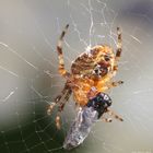 Lunch for a Cross Spider