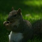 Lunch for a squirrel