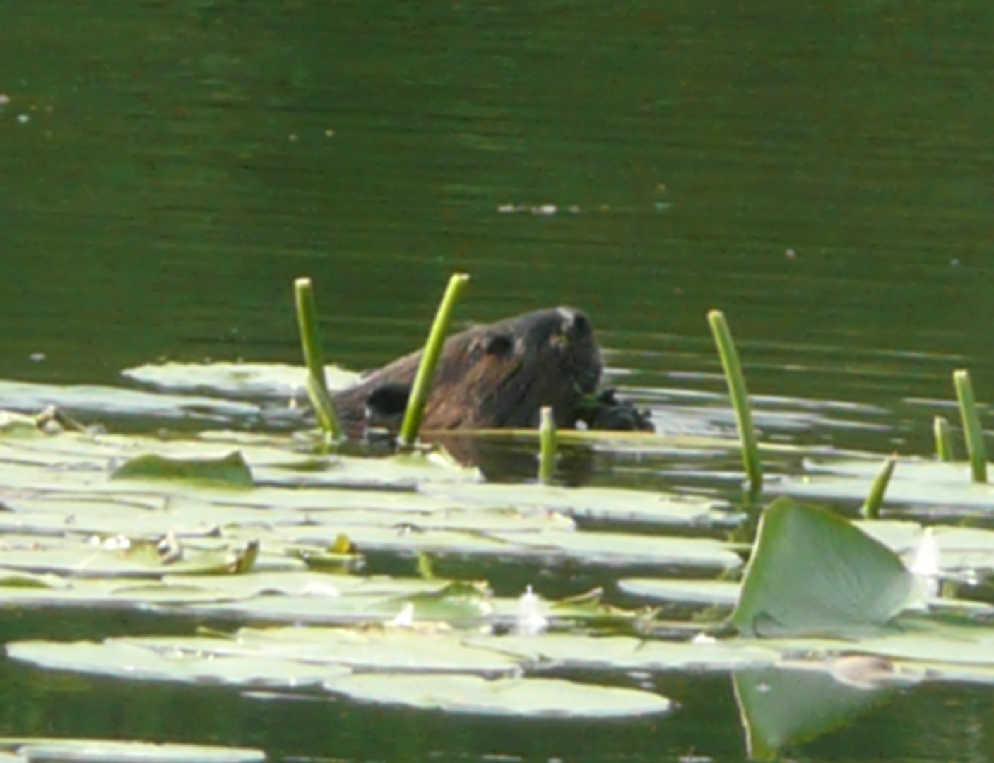 lunch for beaver