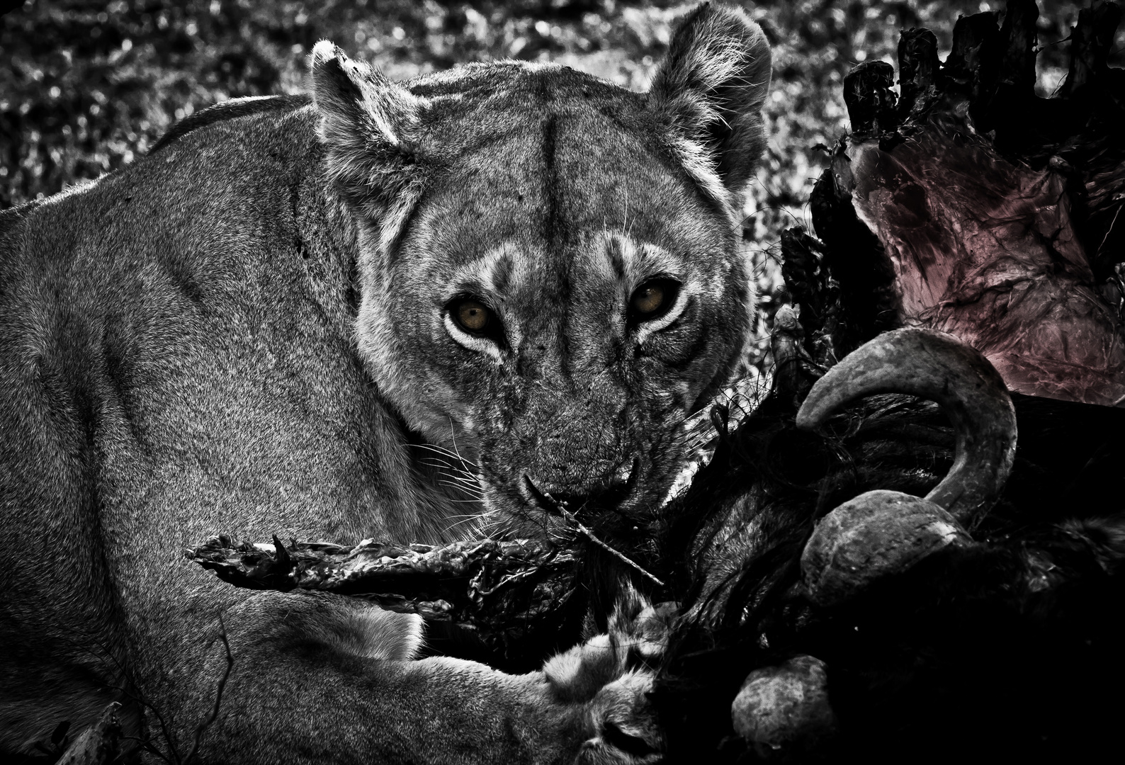 Lunch for the queen of the plains, Serengeti, Tanzania