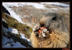 Lunch im Schnee