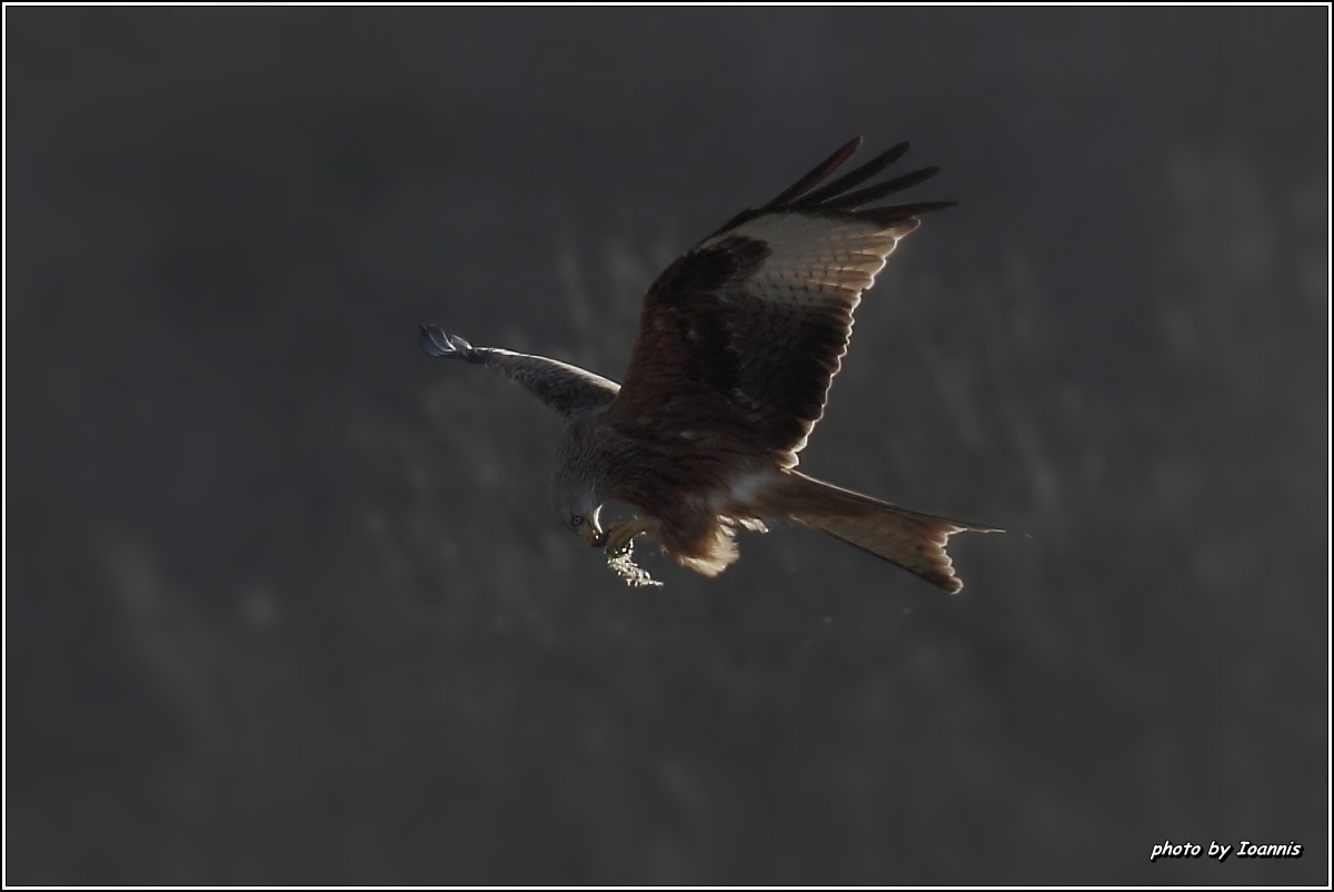 Lunch in the air (Red Kite)