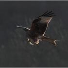 Lunch in the air (Red Kite)