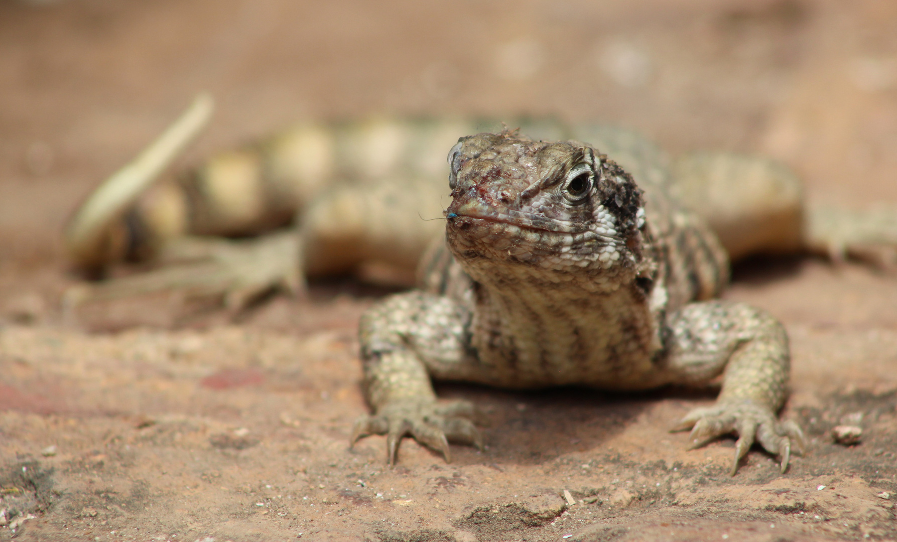 Lunch Lizard