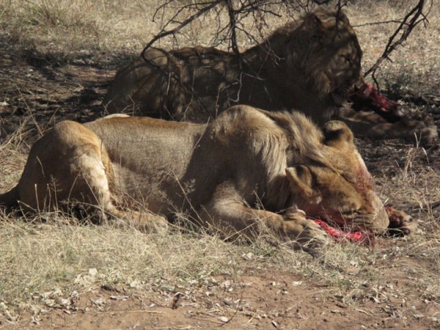 Lunch Time!