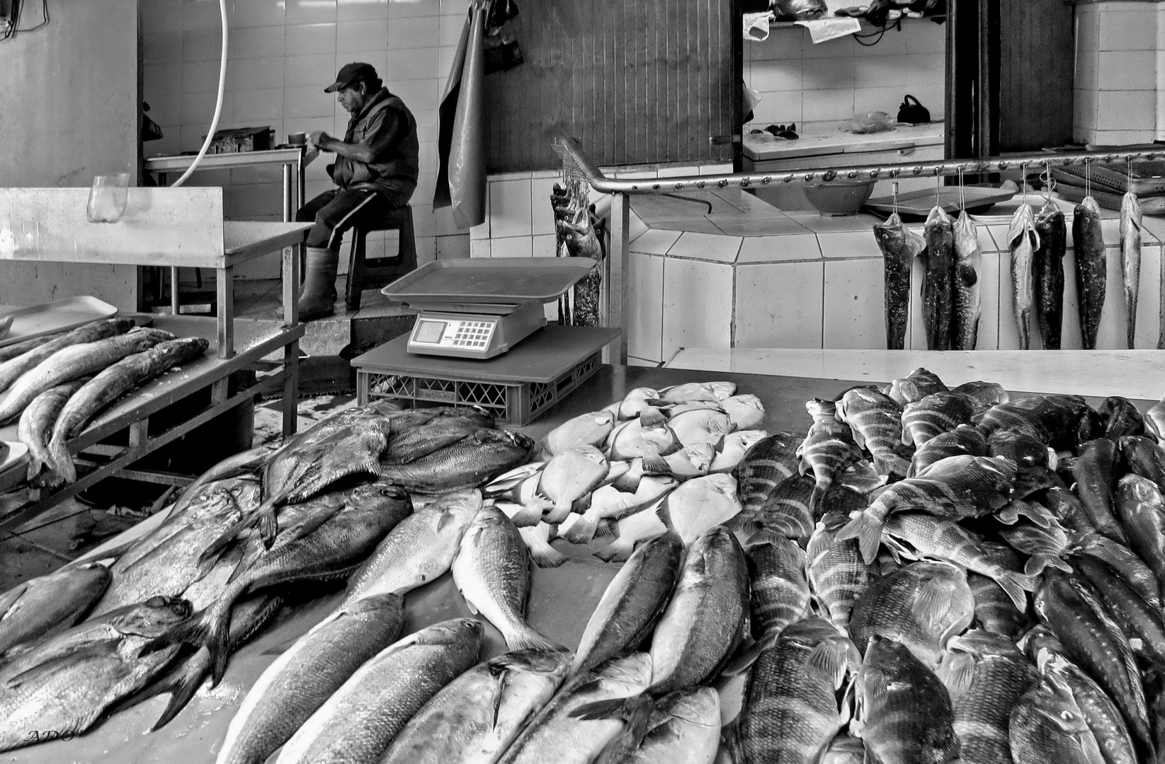 Lunch - with his fish