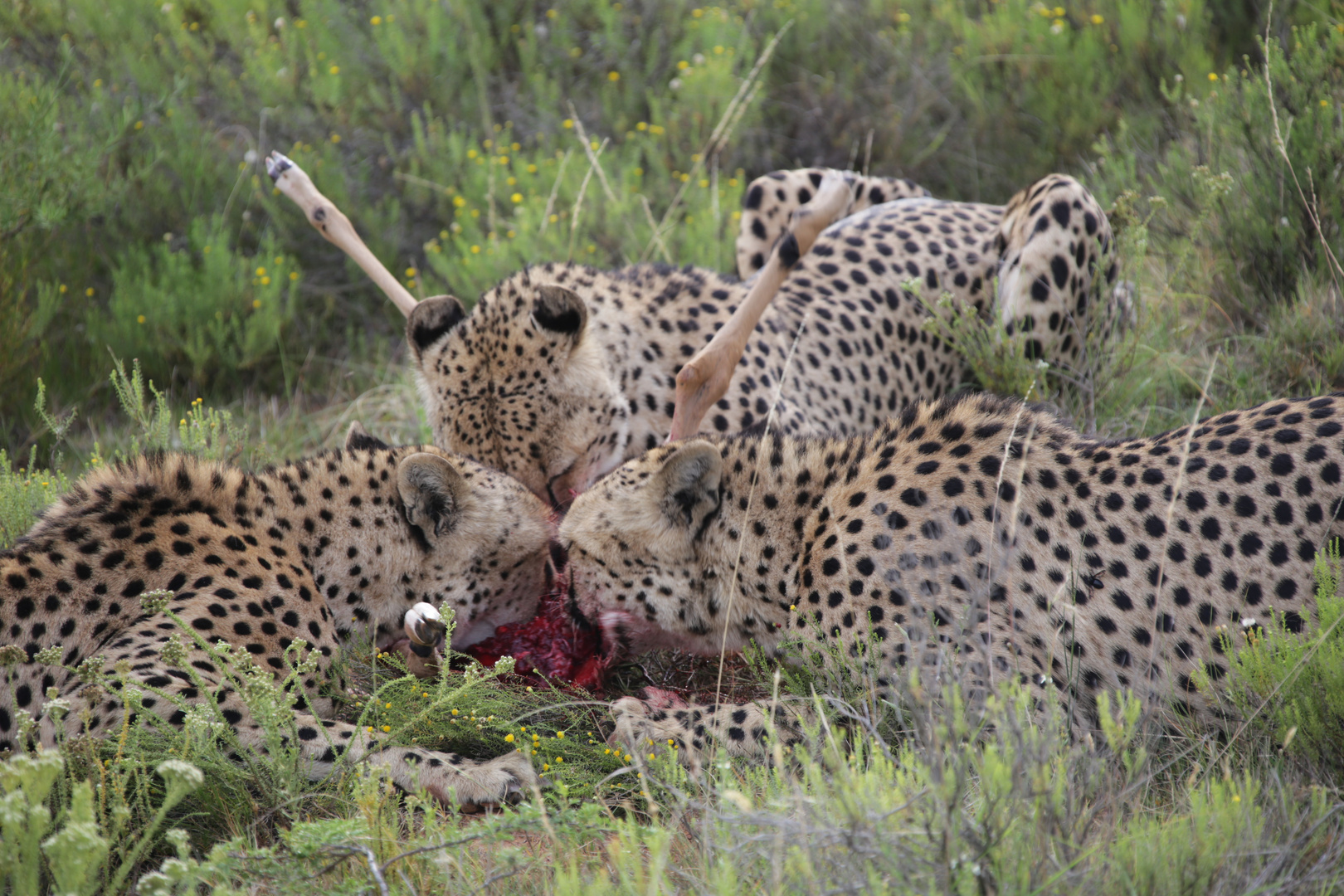 Lunchtime for the Cheetahs