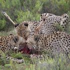 Lunchtime for the Cheetahs