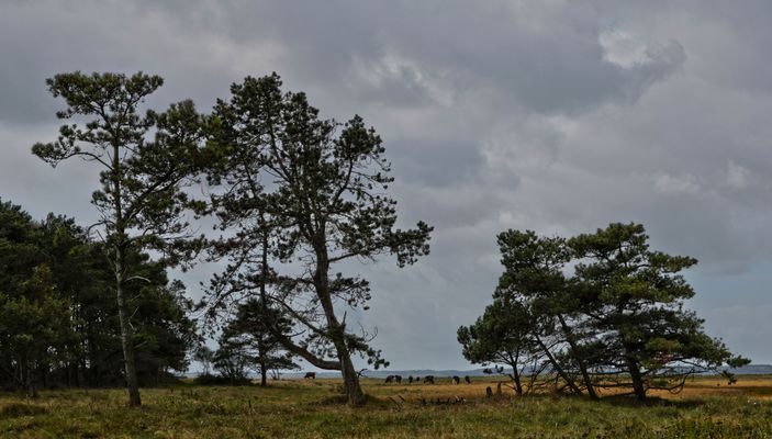 Lundø - Weidelandschaft