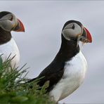 Lundi aka Puffins