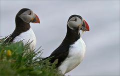 Lundi aka Puffins