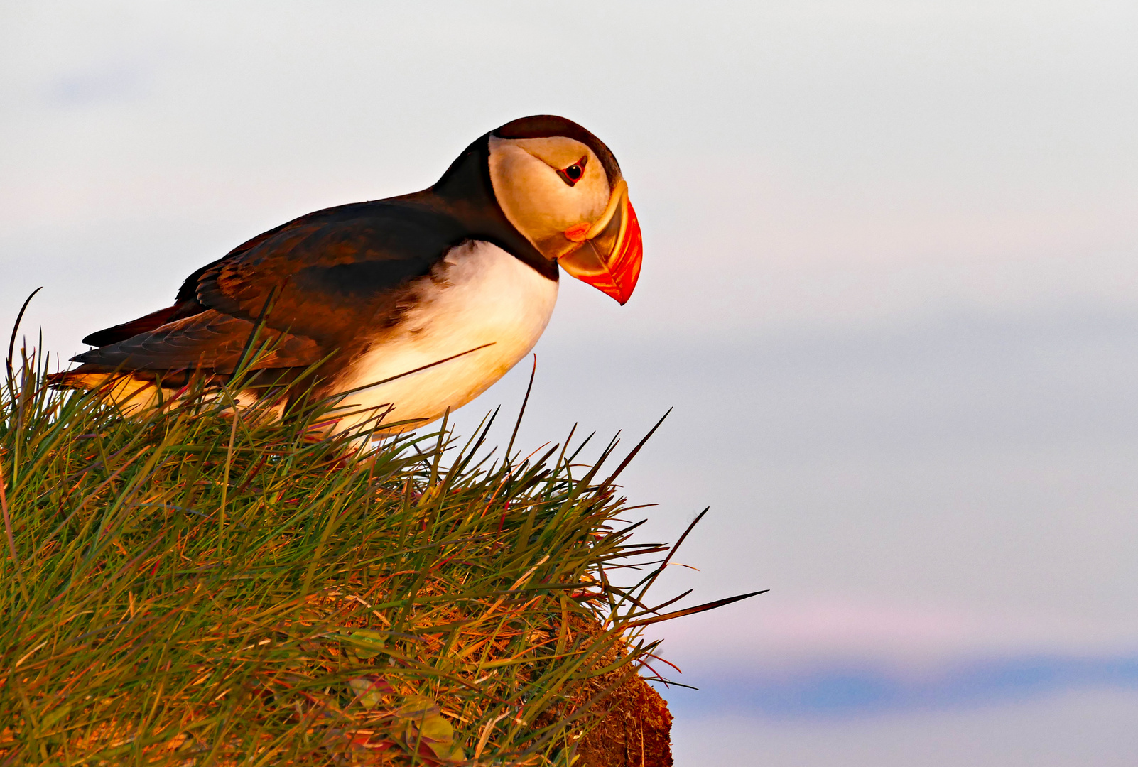 Lundi blickt in die Mitternachtssonne - Island Westfjorde 2017-13 