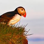 Lundi blickt in die Mitternachtssonne - Island Westfjorde 2017-13 