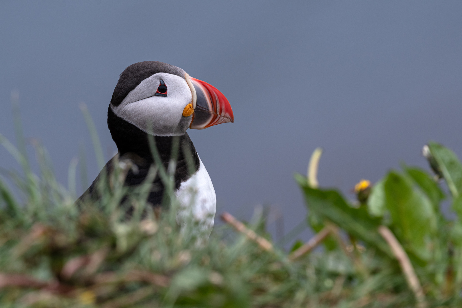 Lundi - Puffin - Papageientaucher