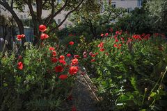  Lundi s'habille en rouge 