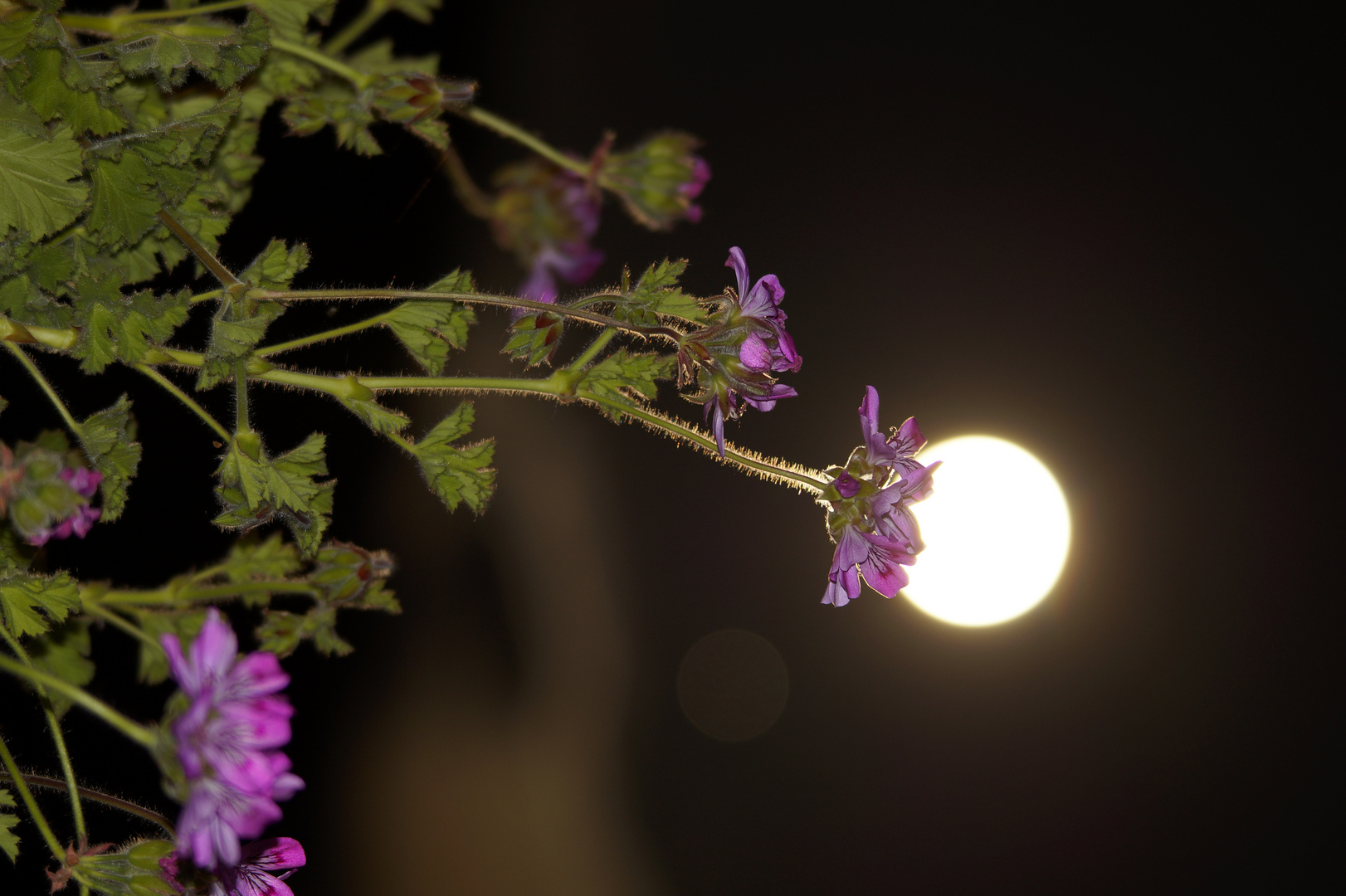 lune posée