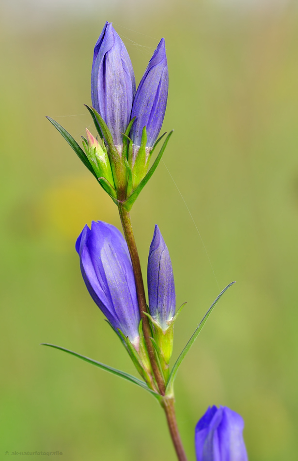 Lungen-Enzian (Gentiana pneumonanthe)