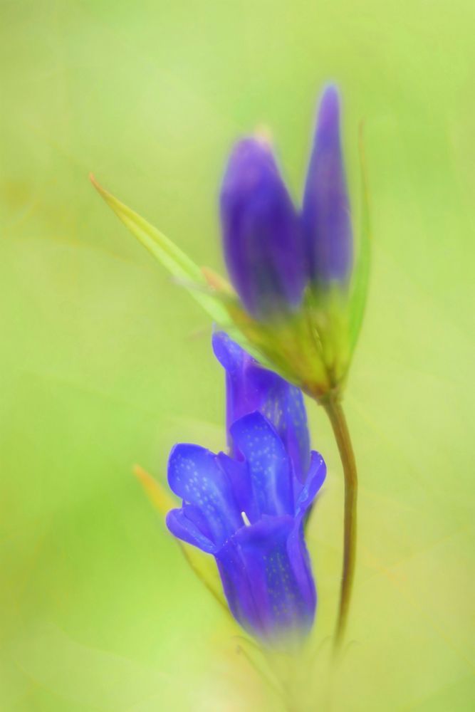 Lungen-Enzian (Gentiana pneumonanthe)