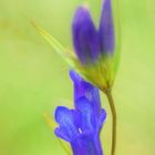 Lungen-Enzian (Gentiana pneumonanthe)