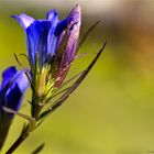 Lungen-Enzian (Gentiana pneumonanthe)