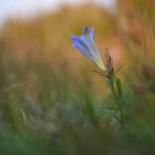 Lungen-Enzian (Gentiana pneumonanthe) 