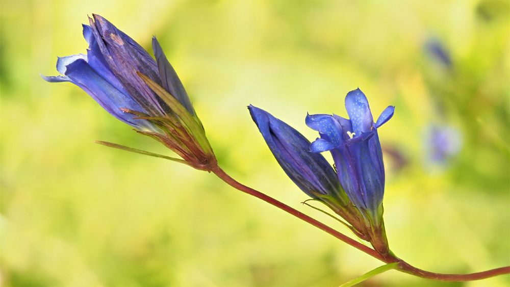 Lungen-Enzian (Gentiana pneumonanthe)