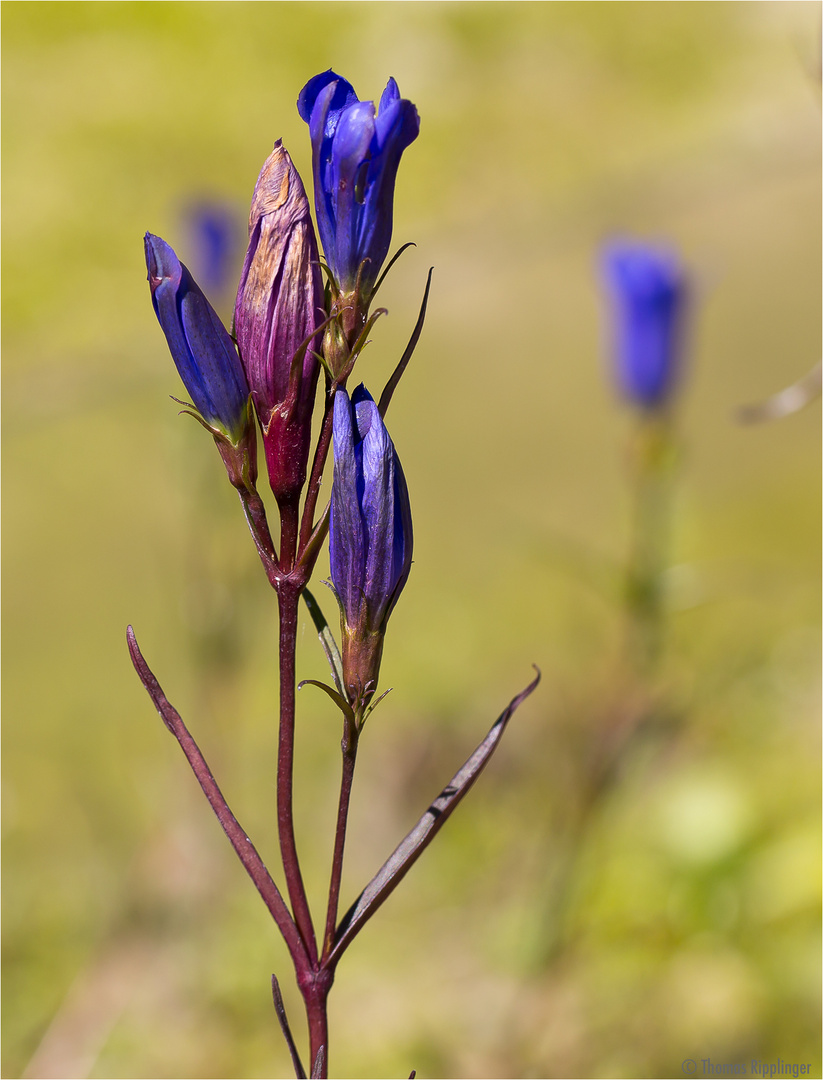 Lungen-Enzian (Gentiana pneumonanthe).