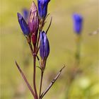 Lungen-Enzian (Gentiana pneumonanthe).