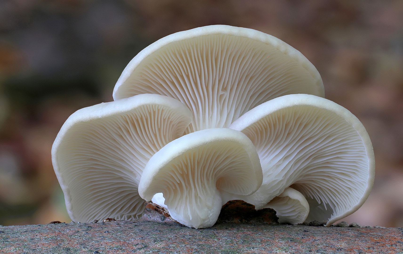 Lungen-Seitling (Pleurotus pulmonarius)