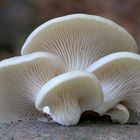 Lungen-Seitling (Pleurotus pulmonarius)