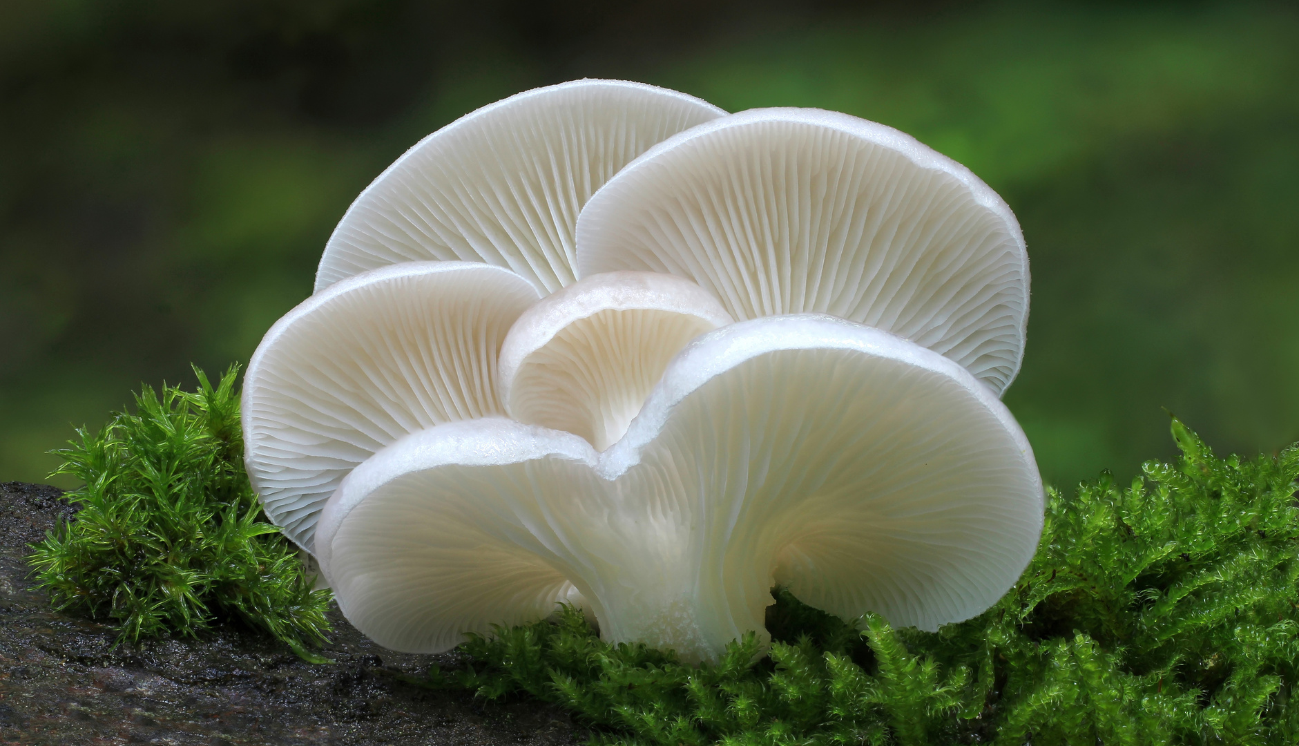 Lungen Seitling (Pleurotus pulmonarius)