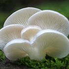 Lungen Seitling (Pleurotus pulmonarius)