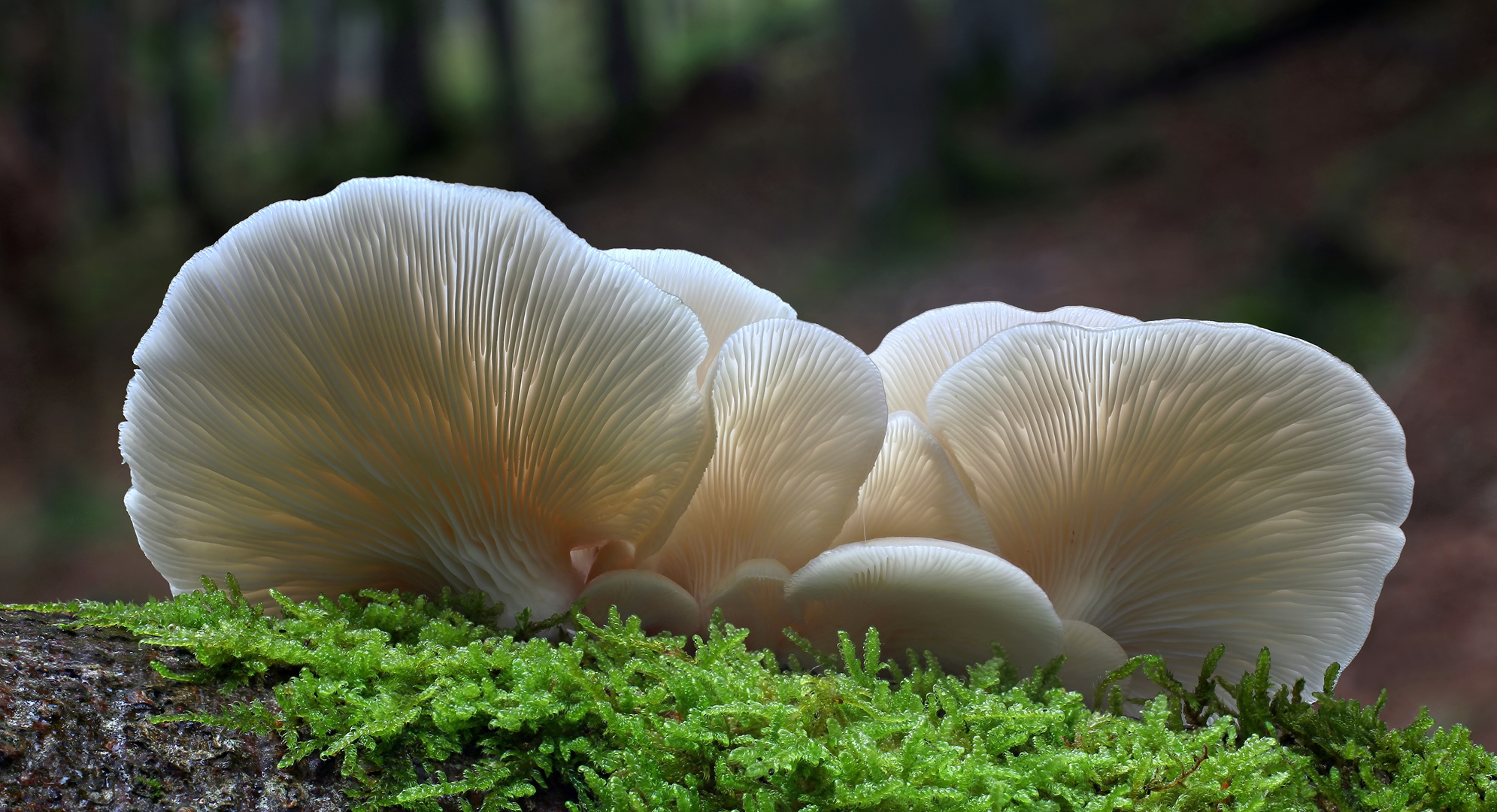 Lungen-Seitling (Pleurotus pulmonarius)