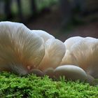 Lungen-Seitling (Pleurotus pulmonarius)