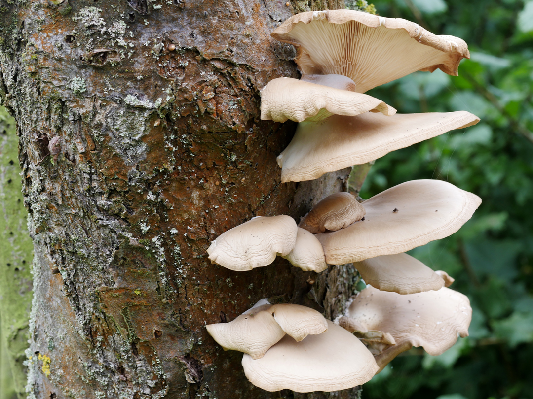 Lungen-Seitling (Pleurotus pulmonarius) 