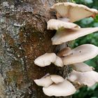 Lungen-Seitling (Pleurotus pulmonarius) 