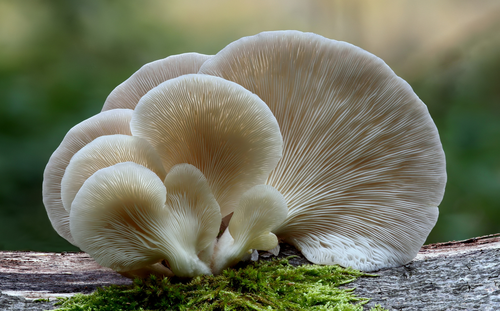 Lungen-Seitling (Pleurotus pulmonarius)