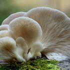 Lungen-Seitling (Pleurotus pulmonarius)