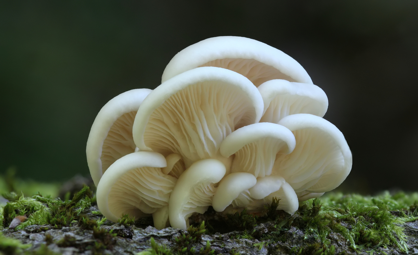 Lungen-Seitling (Pleurotus pulmonarius)