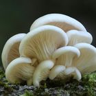 Lungen-Seitling (Pleurotus pulmonarius)