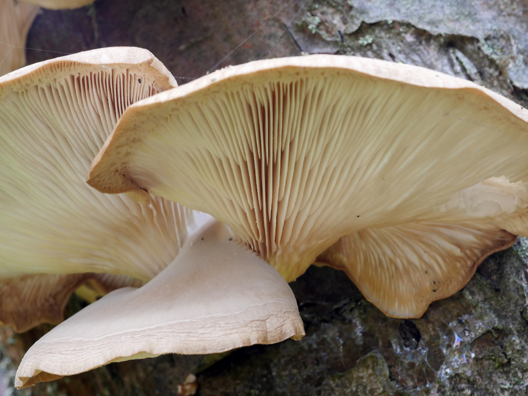 Lungen-Seitling             PLEUROTUS PULMONARIUS (SYN. PLEUROTUS OSTREATUS)