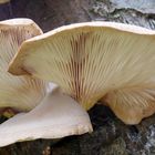 Lungen-Seitling             PLEUROTUS PULMONARIUS (SYN. PLEUROTUS OSTREATUS)