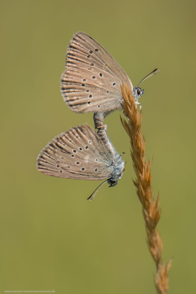 Lungenenzian-Bläuling (Maculinea alcon),