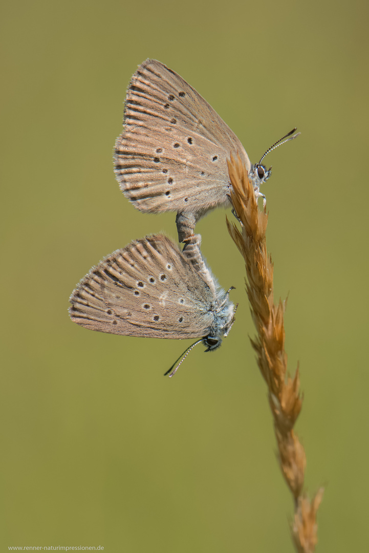 LungenenzianBläuling (Maculinea alcon), Foto & Bild makro, natur