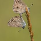 Lungenenzian-Bläuling (Maculinea alcon),